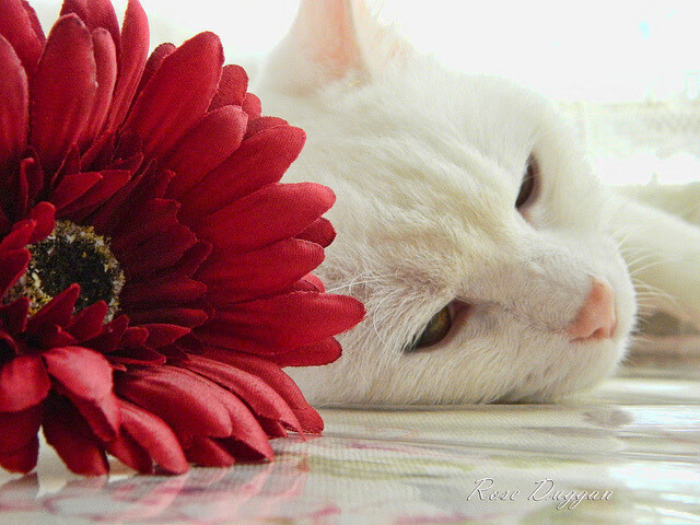 德比硝烟散尽,斗牛士狂舞,当西甲内战遇上国家队的意外狂胜