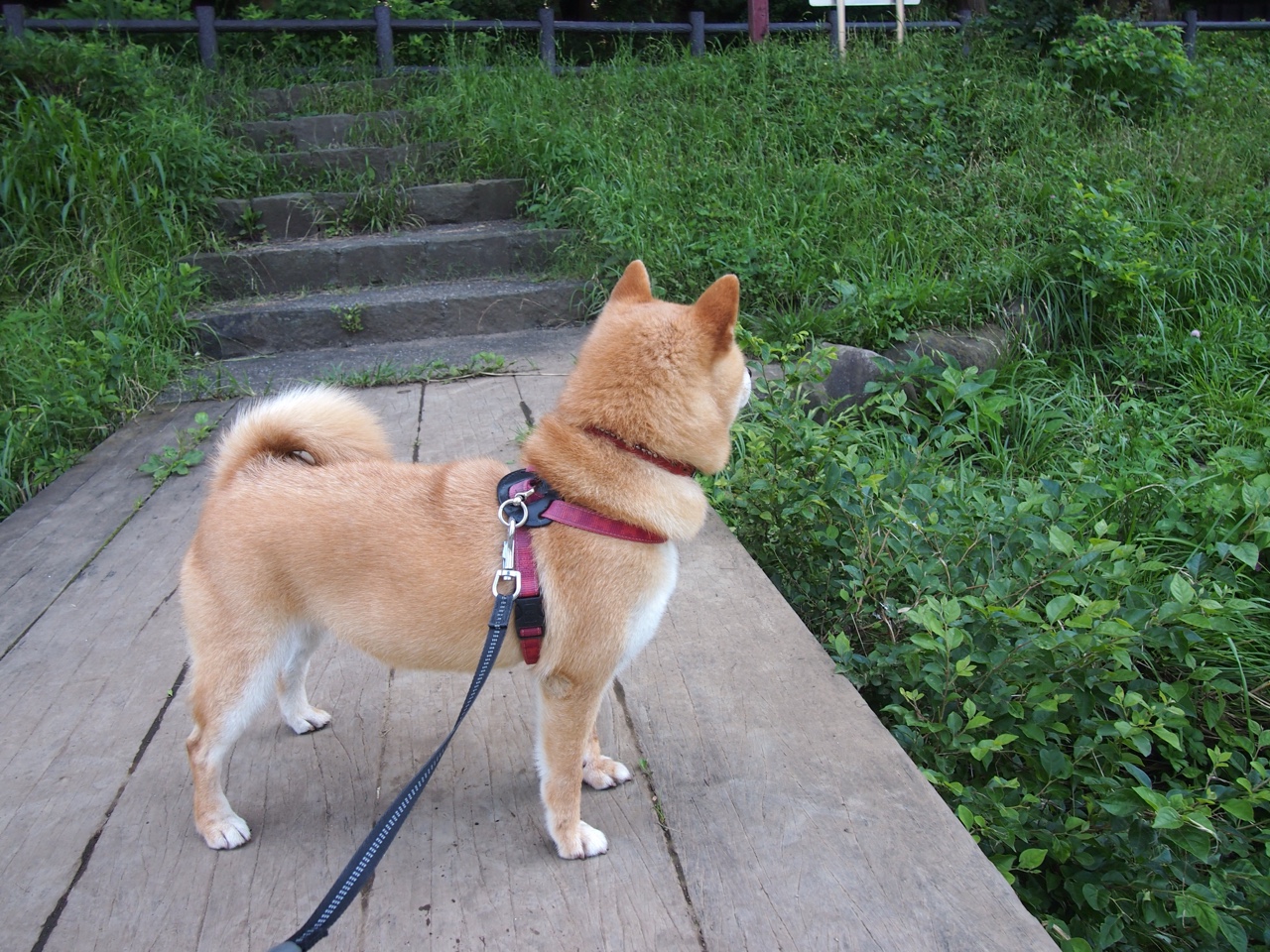当锡安轰开防守,篮球场迎来欧冠淘汰赛之夜