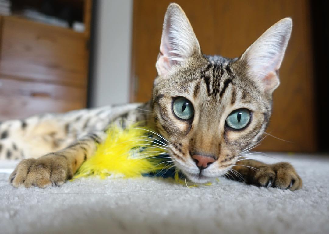 当弗拉霍维奇为深夜让位，一位球迷屏幕里的双重爆发