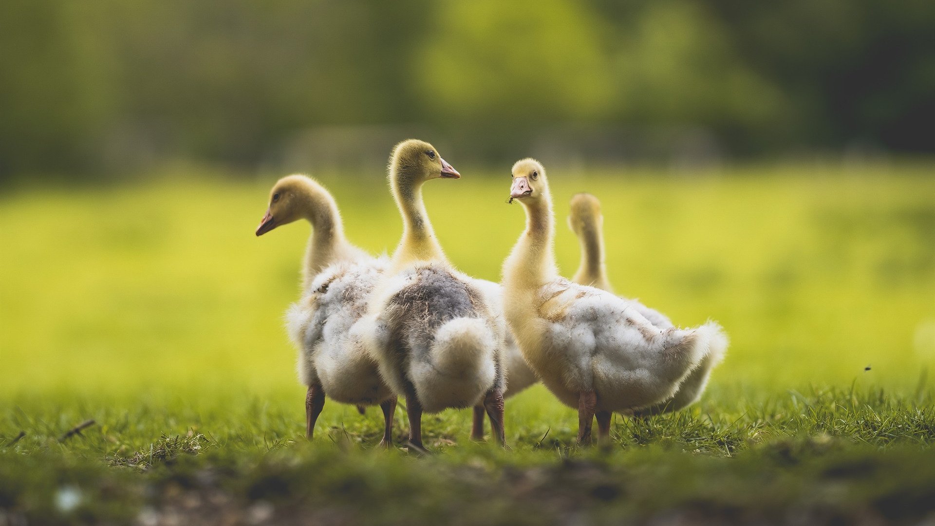 奥运周期的冰火交锋,瑞典与摩洛哥的双重突破之战