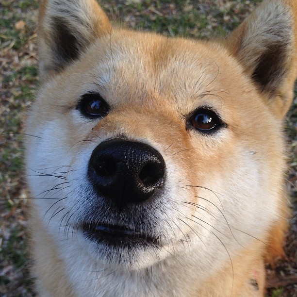 篮球宇宙的交汇点,当班凯罗赛后评分拉满,火箭强势晋级遇见广东队