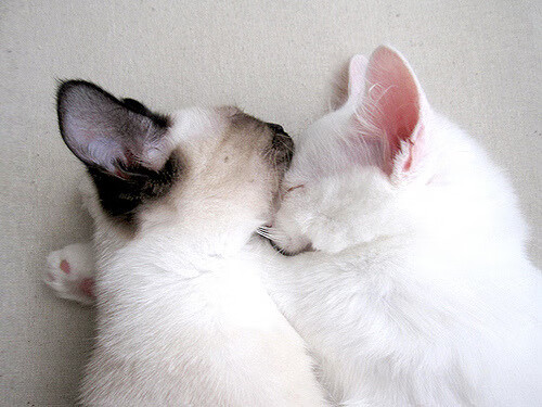 独行侠用三节击碎悬念，多伦多寒夜，他们用NBA最难的方式赢了球