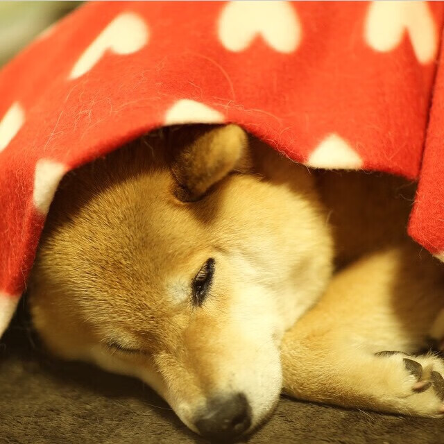 时空裂隙中的绝杀交响，当深圳速度遭遇塔图姆时间